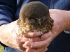 Morepork